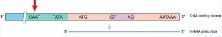 Usmle8 1